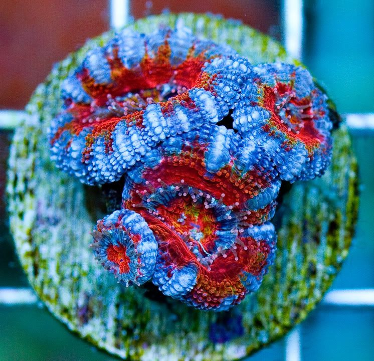 anewcorals 20 - AWESOME Acan Upload Weekend!!