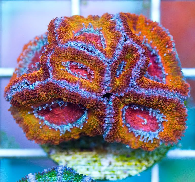 anewcorals 21 - AWESOME Acan Upload Weekend!!