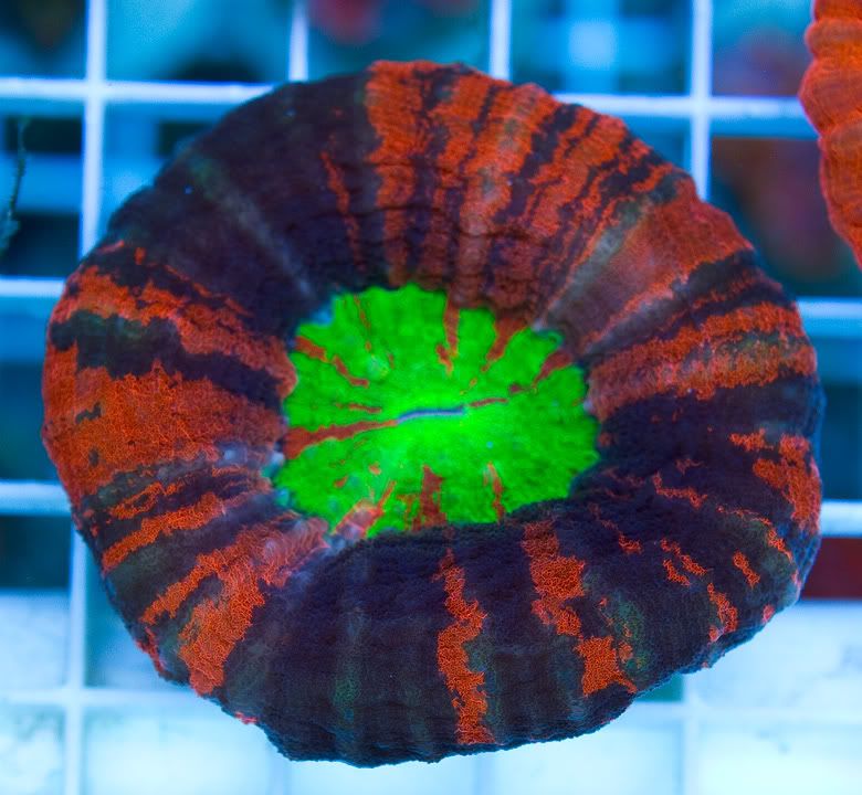 anewcorals 4 5 - Slice of Masterpiece and More!!