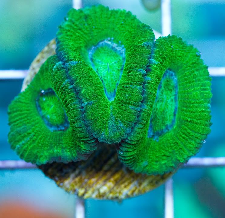 anewcorals 5 1 - AWESOME Acan Upload Weekend!!