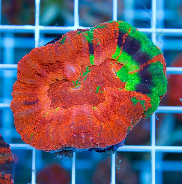 anewcorals 6 4 - Slice of Masterpiece and More!!