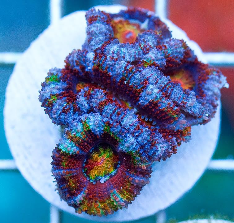 anewcorals 7 2 - AWESOME Acan Upload Weekend!!