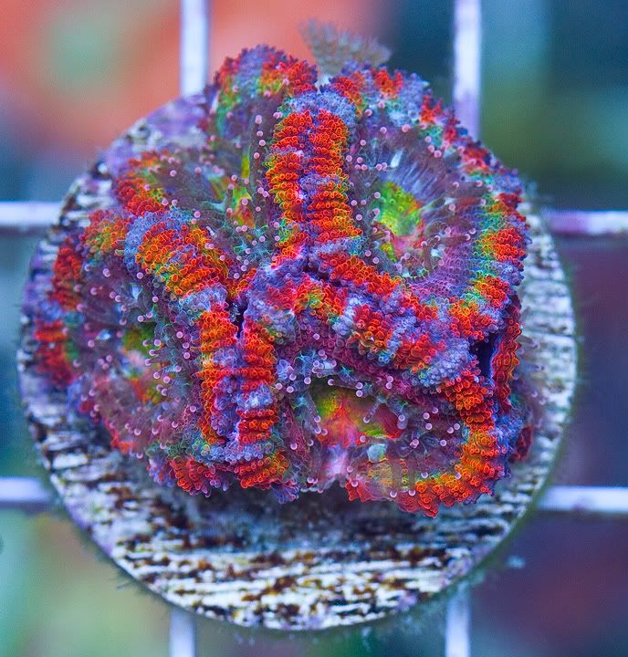 h1 - New Cherry Corals on the Site Now!