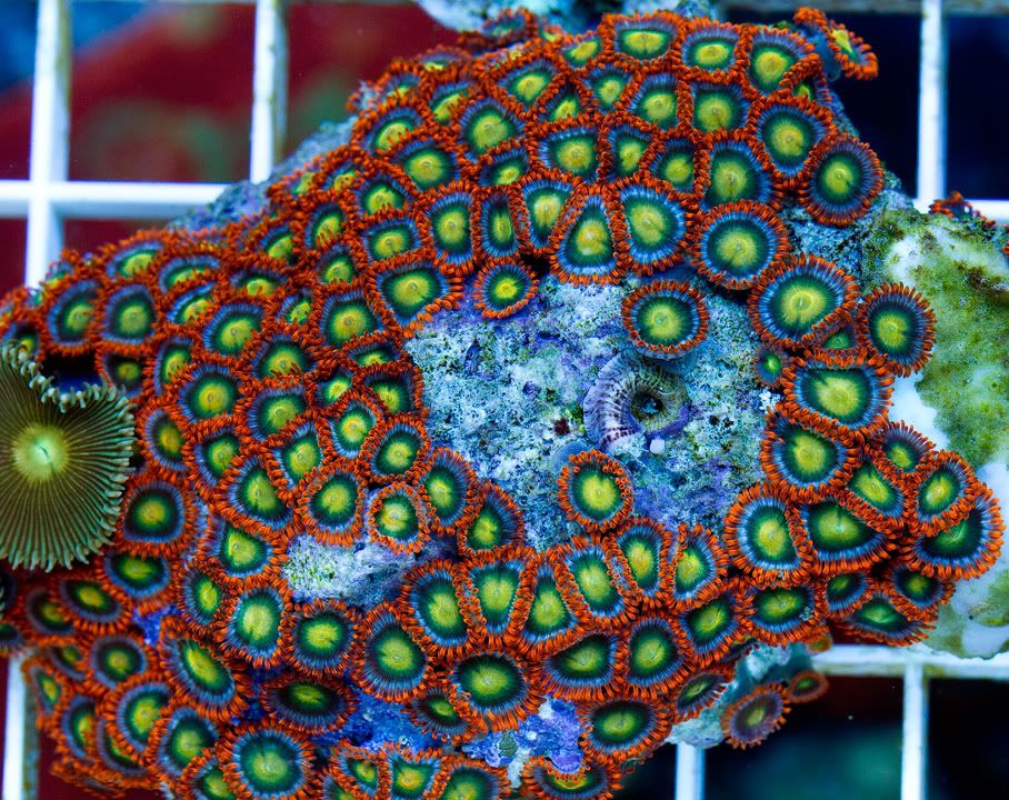 h10 - New Cherry Corals on the Site Now!