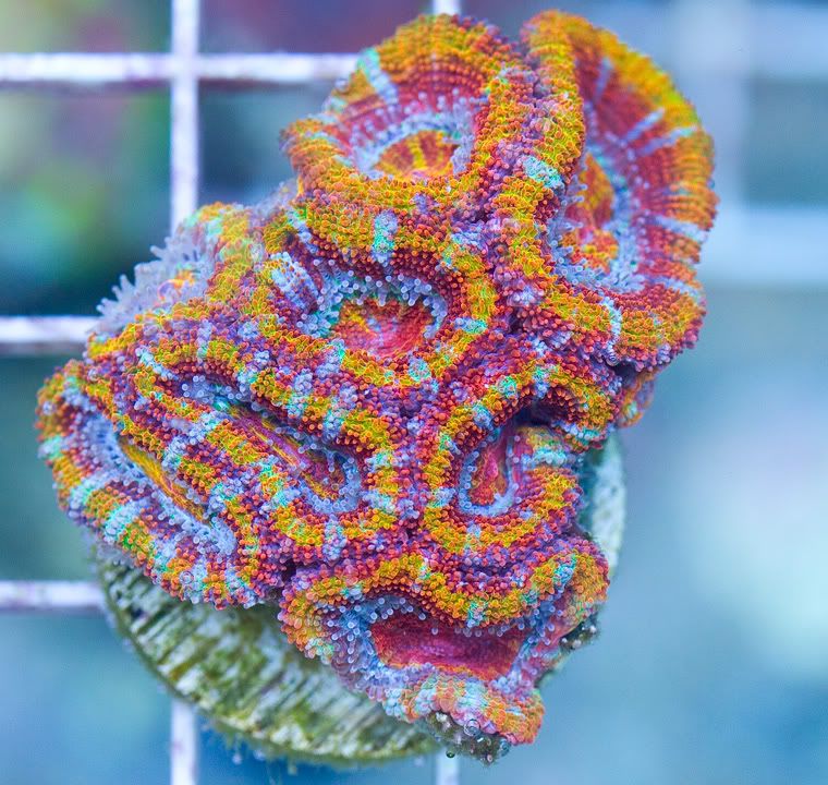 h2 - New Cherry Corals on the Site Now!