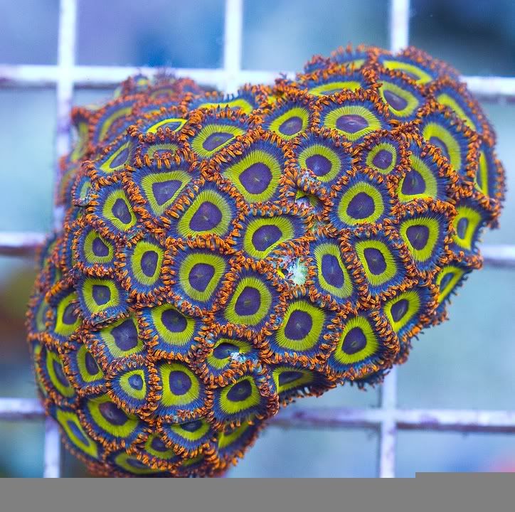 h4 - New Cherry Corals on the Site Now!