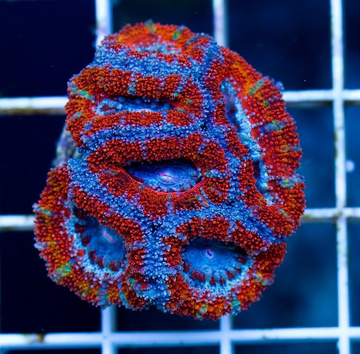 h5 - New Cherry Corals on the Site Now!