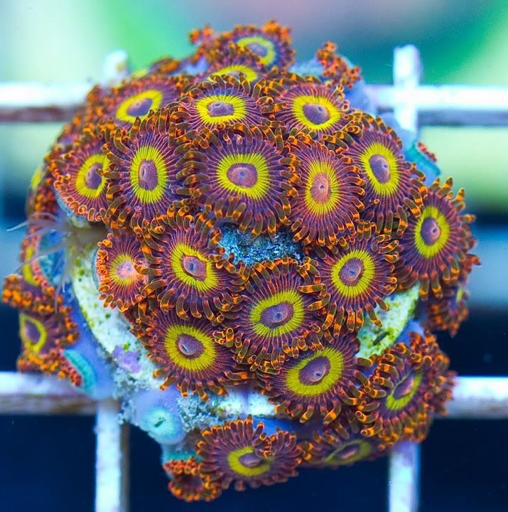 h6 - New Cherry Corals on the Site Now!