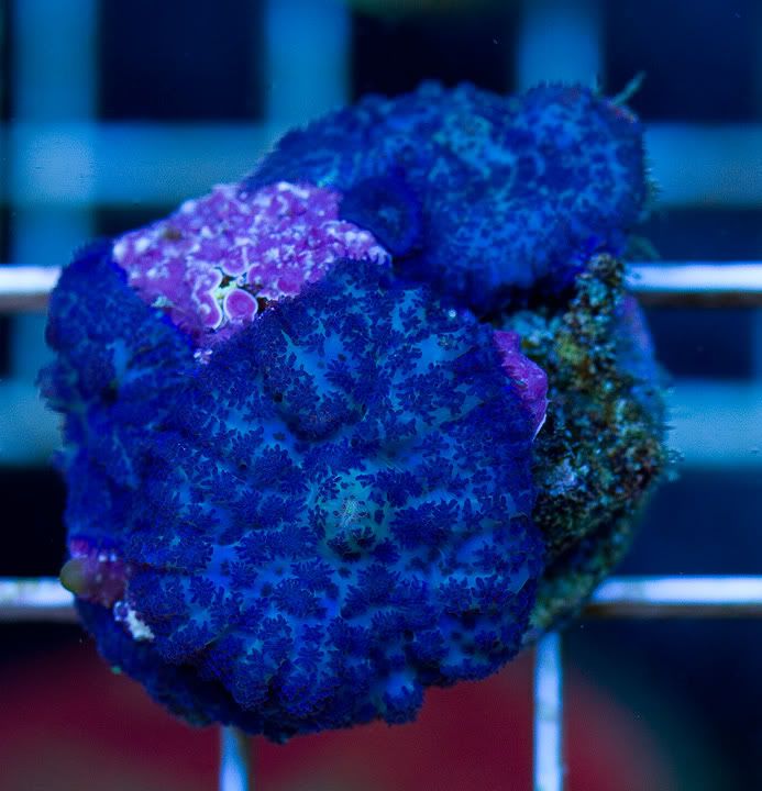 h9 - New Cherry Corals on the Site Now!