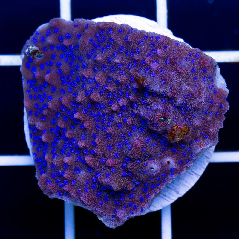 newcoral001b - Sunday Eye Candy from Cherry Corals!