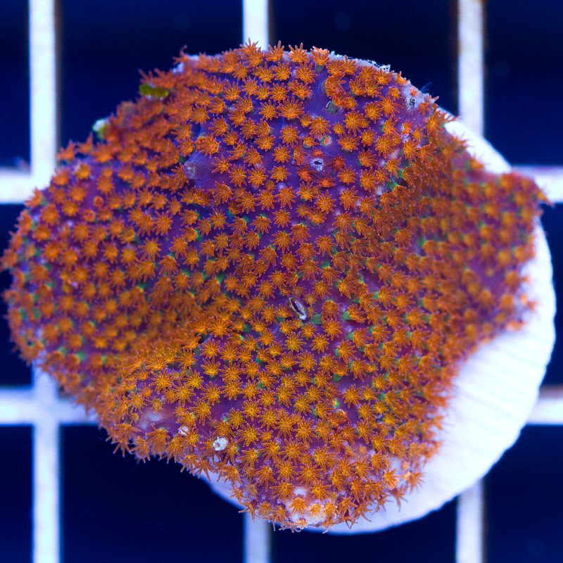 newcoral008b - Sunday Eye Candy from Cherry Corals!