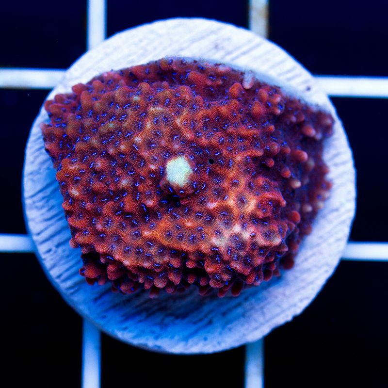 newcoral010b - Sunday Eye Candy from Cherry Corals!