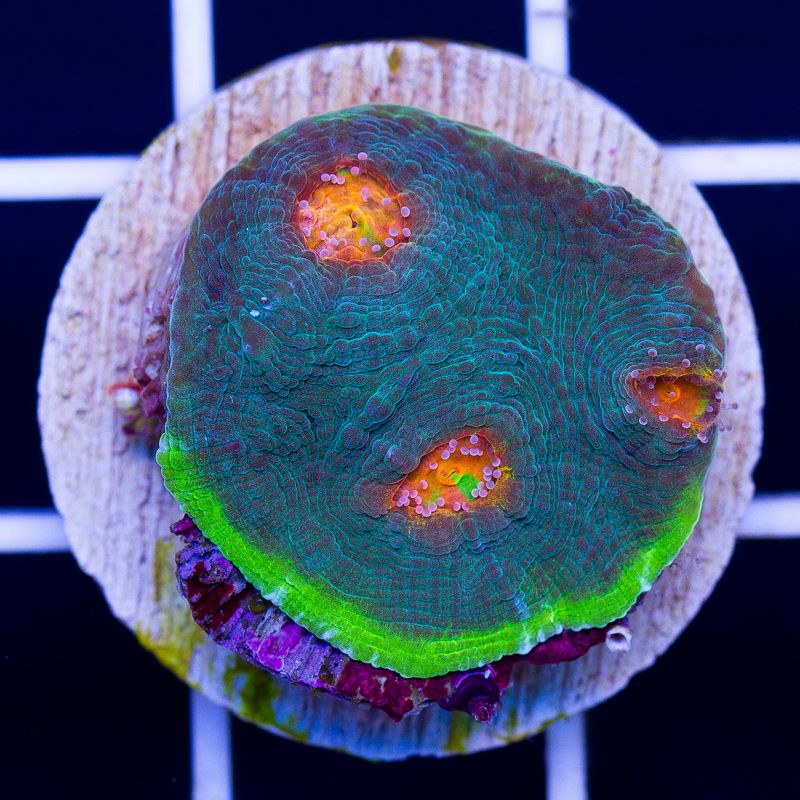 newcoral013b - Sunday Eye Candy from Cherry Corals!