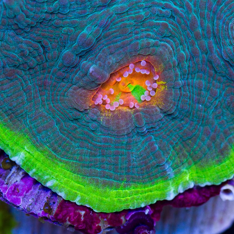 newcoral014b - Sunday Eye Candy from Cherry Corals!