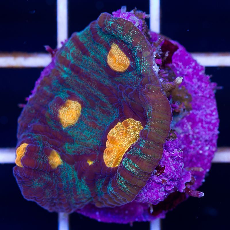 newcoral017b - Sunday Eye Candy from Cherry Corals!