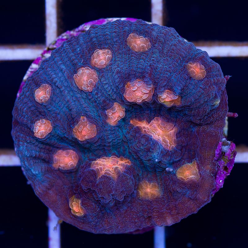 newcoral018b - Sunday Eye Candy from Cherry Corals!