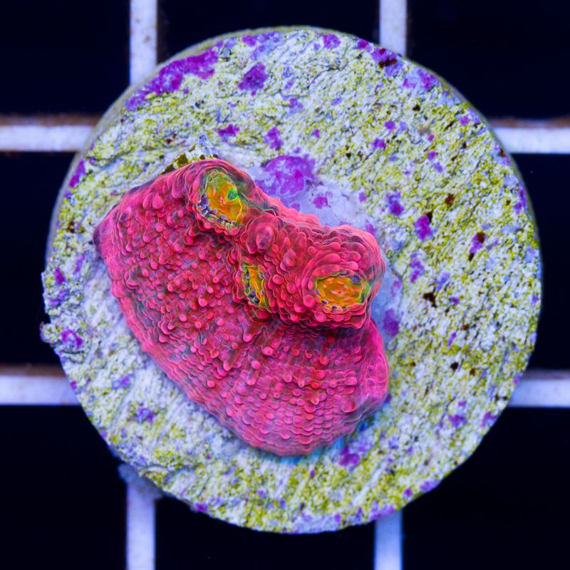 newcoral027b - Sunday Eye Candy from Cherry Corals!