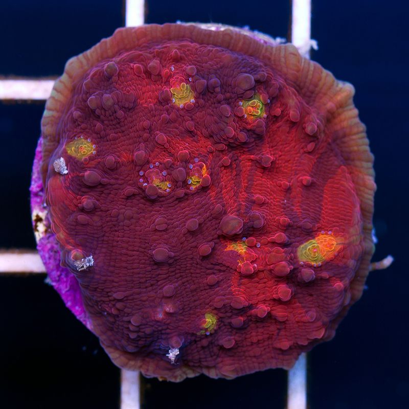 newcoral032b - Sunday Eye Candy from Cherry Corals!