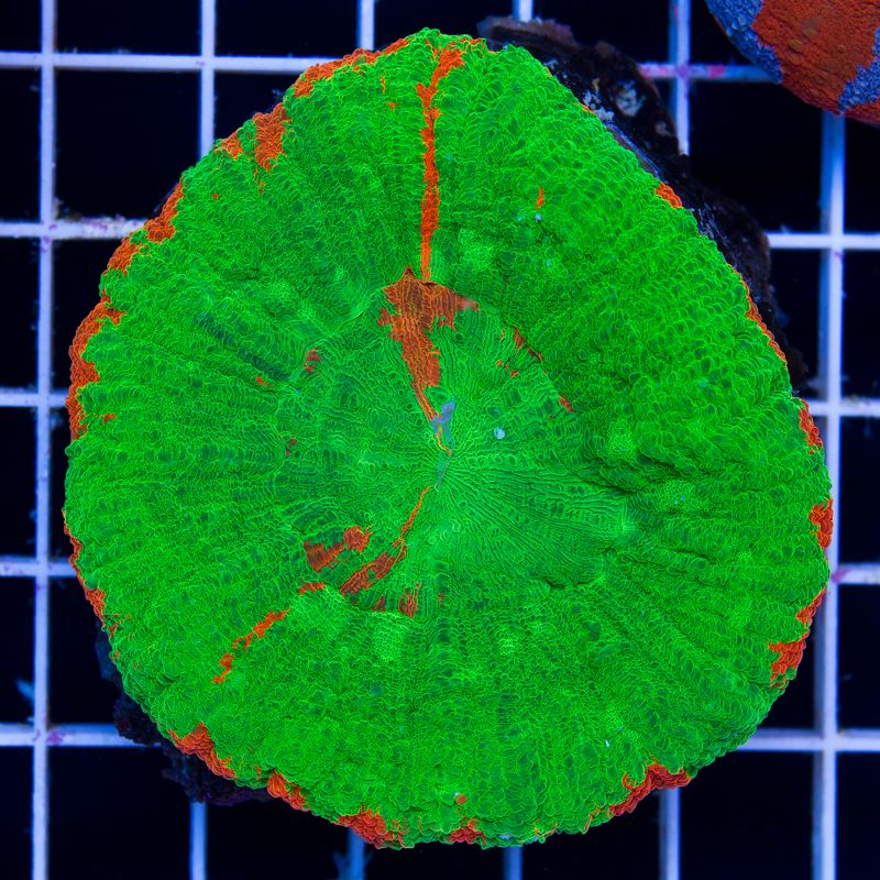 newcoral044b - Sunday Eye Candy from Cherry Corals!