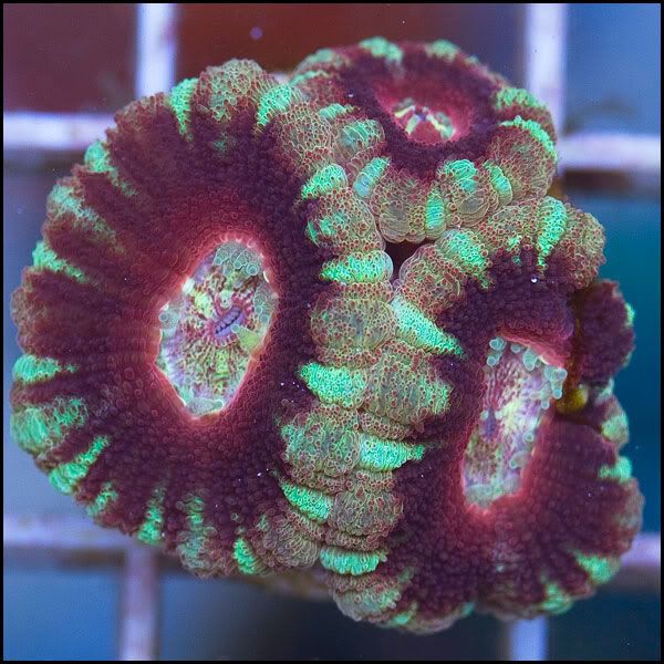 q1 - New Acans @Cherry Corals!