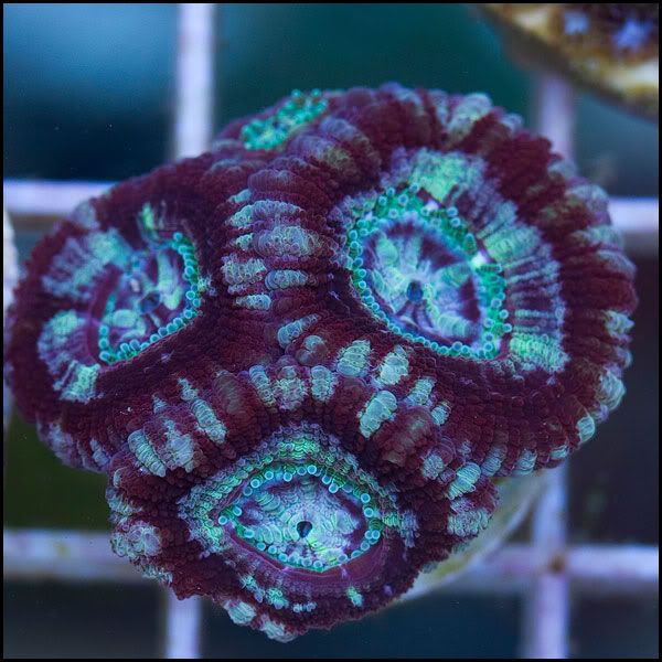 q5 - New Acans @Cherry Corals!