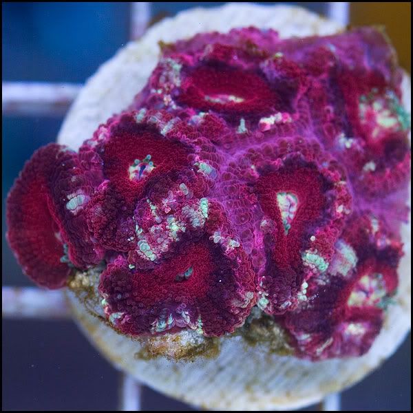 q7 - New Acans @Cherry Corals!