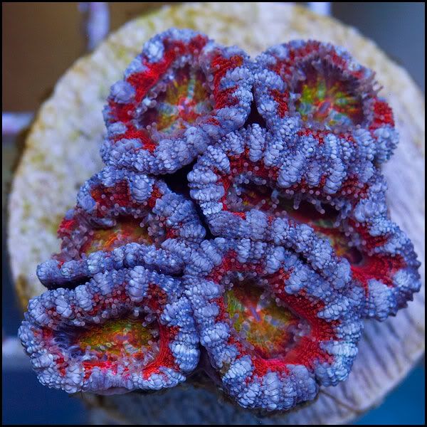 q8 - New Acans @Cherry Corals!