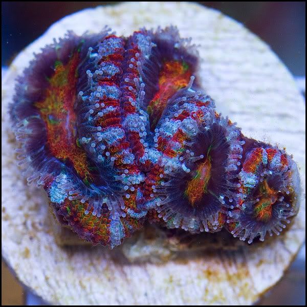q9 - New Acans @Cherry Corals!