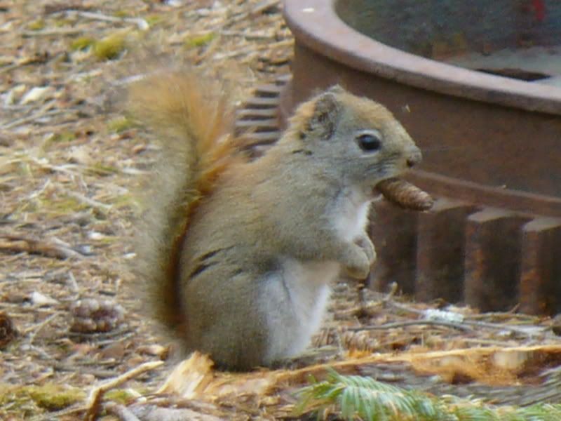 Cigar Squirrel