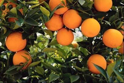 Oranges on tree