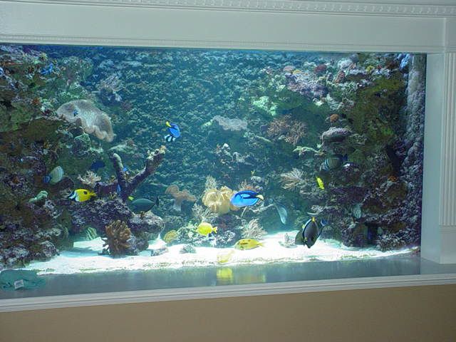 fishtank001.jpg