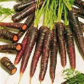 Purple_Haze_Carrots_Seeds.jpg