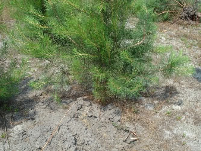 1PineTreeVictim.jpg