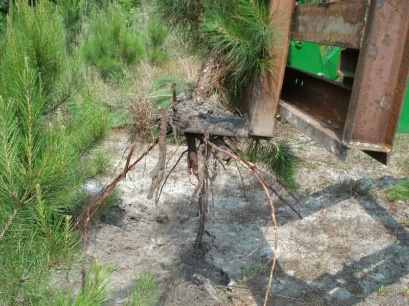 9Treeoutoftheground.jpg