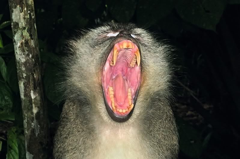 MonkeyYawning-R.jpg