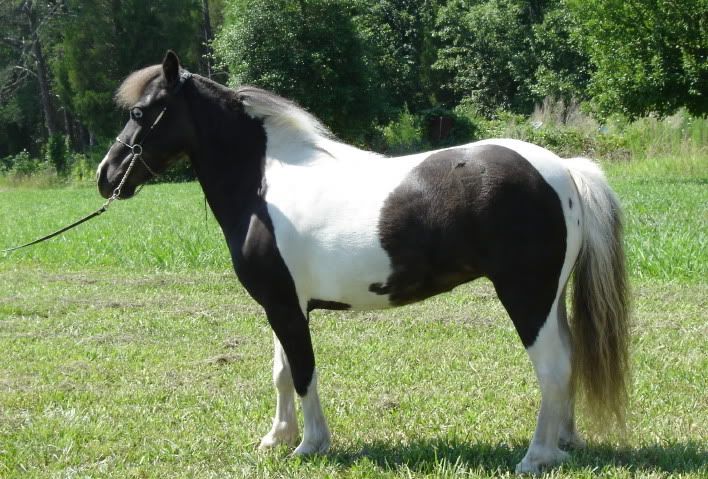Agouti Horse