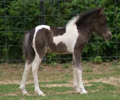 Smokey Black Foal