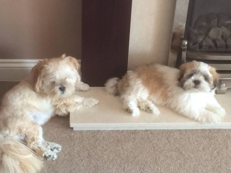 Even sleeping together now. photo 10860919_10156174231090495_5246840797906327177_o.jpg