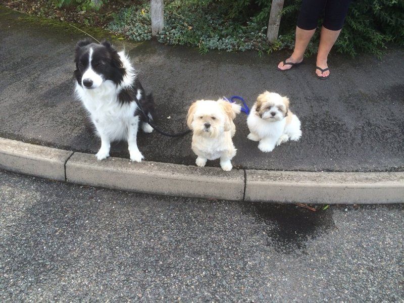 On a Walk photo 11921800_10156174231135495_7030044722410140491_o.jpg