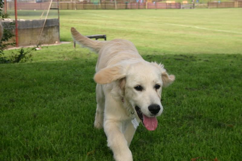 See we do have dark goldens in the UK Golden Retriever Dog Forums