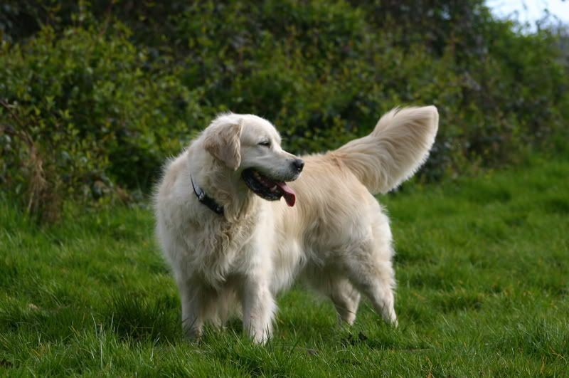 Ollie after the bath but before the mud Golden Retriever Dog Forums