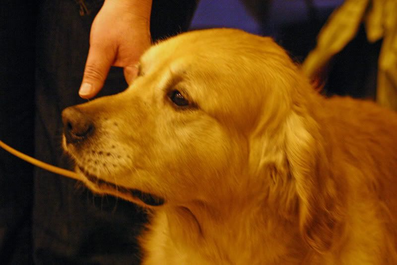 GR Club of Wales Champ Show Golden Retriever Dog Forums