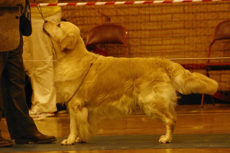 GR Club of Wales Champ Show Golden Retriever Dog Forums