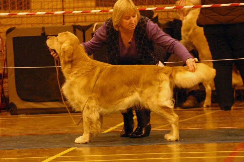 GR Club of Wales Champ Show Golden Retriever Dog Forums