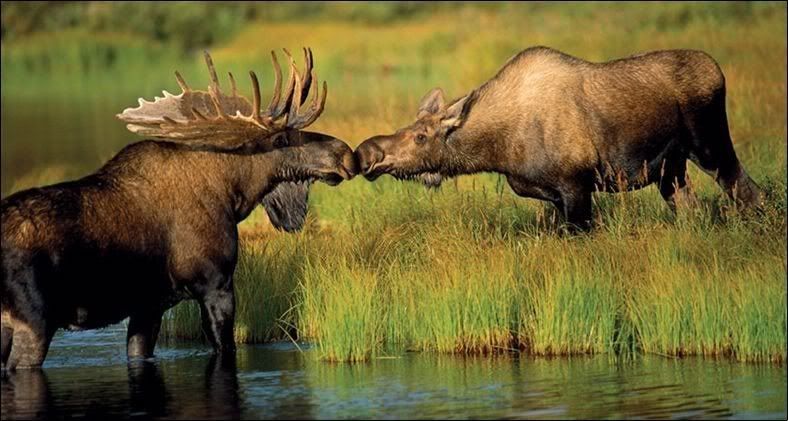 Moose Love