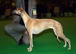 Crufts06.jpg