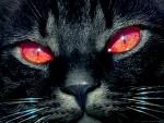 blackcat.jpg