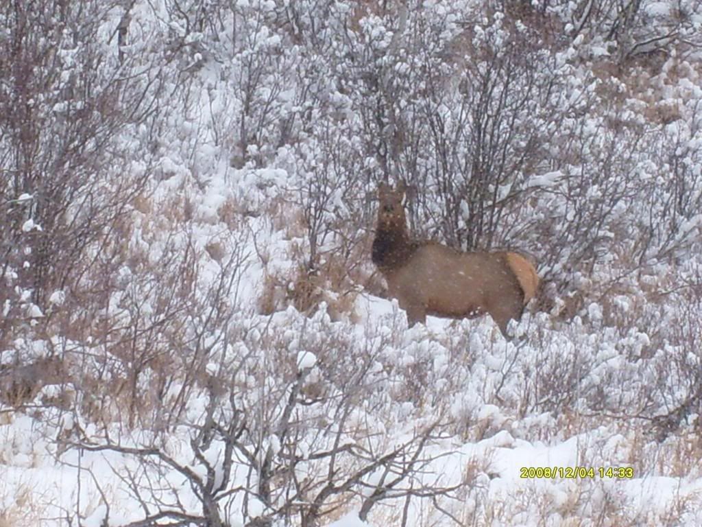 The First Day of Nine Months of Winter Pics - Goats