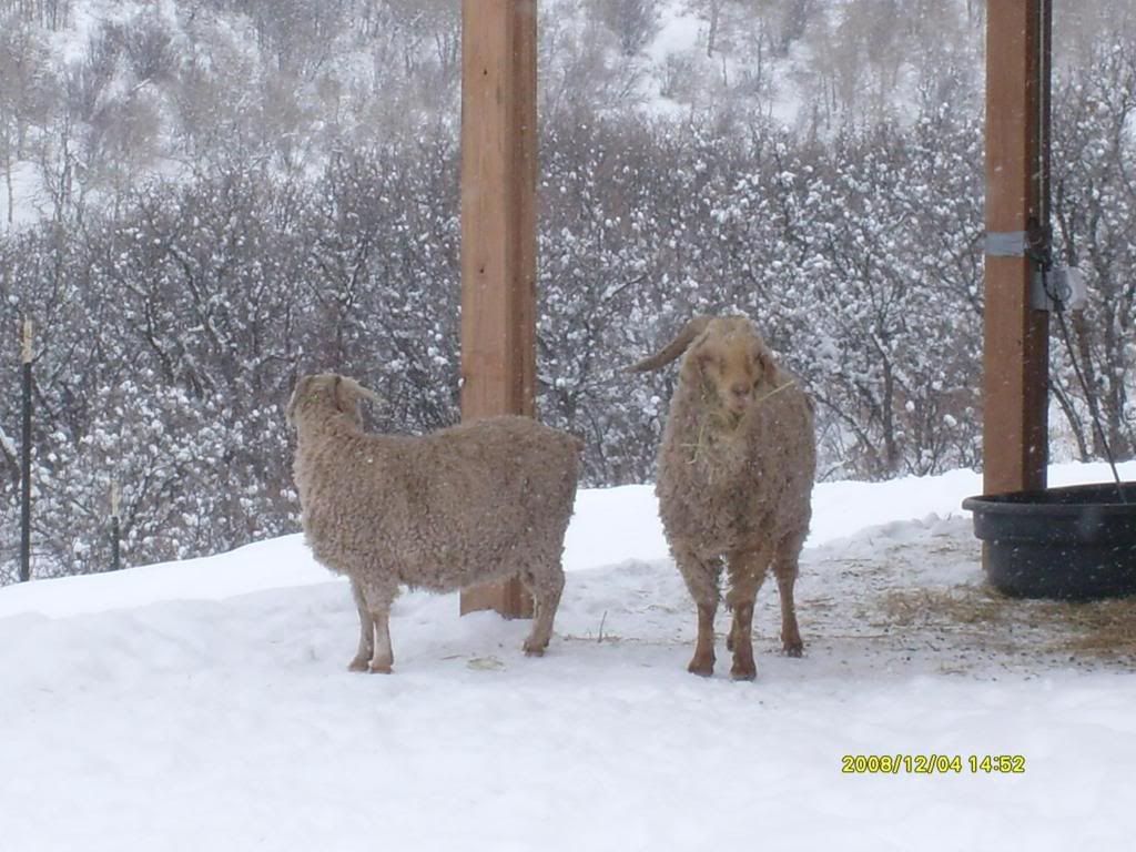 The First Day of Nine Months of Winter Pics - Goats