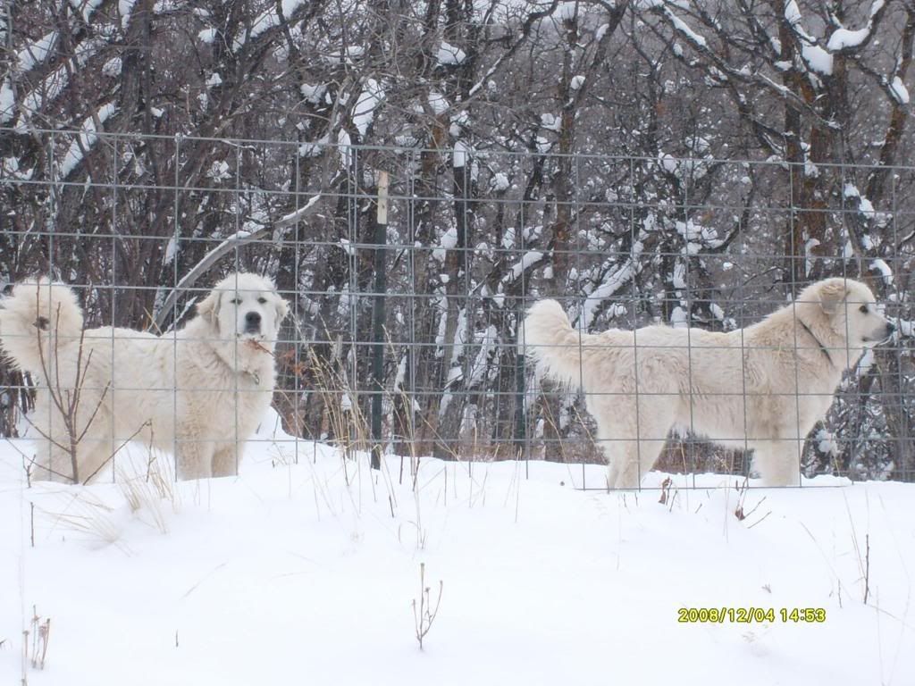The First Day of Nine Months of Winter Pics - Goats